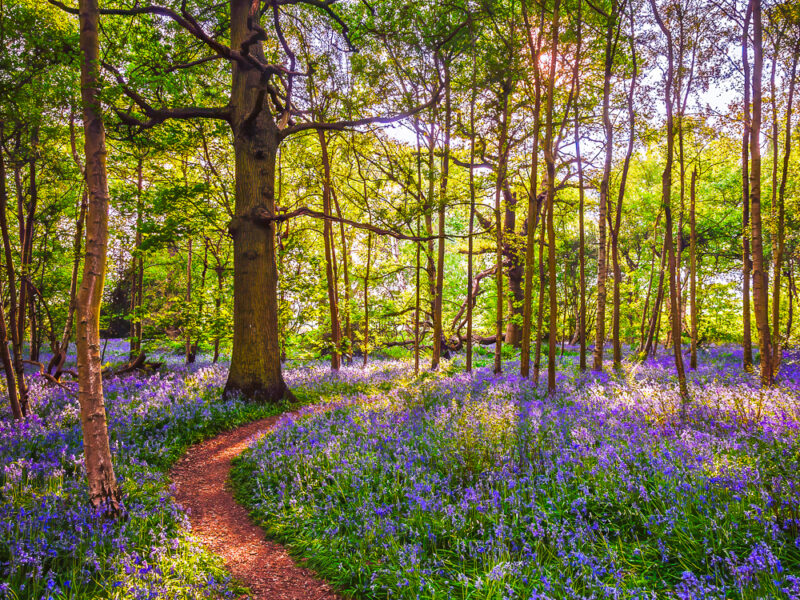 Bullimore In Bloom