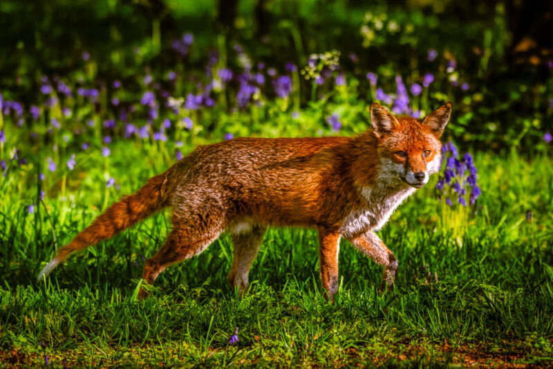 Fox Among the Wildflowers