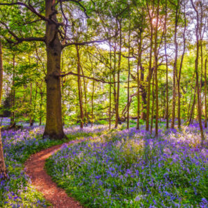 Bullimore In Bloom
