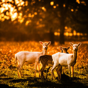 Deer in the Twilight