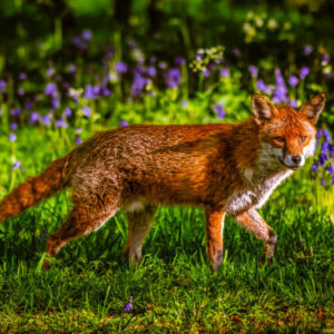 Fox Among the Wildflowers
