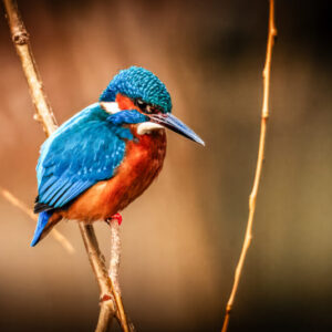 Riverbank Jewel