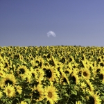 Art by Robert Lavers